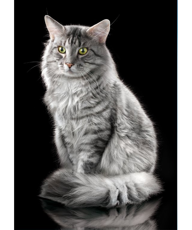 Persiano